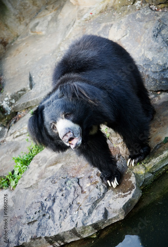 Himalayan black bear