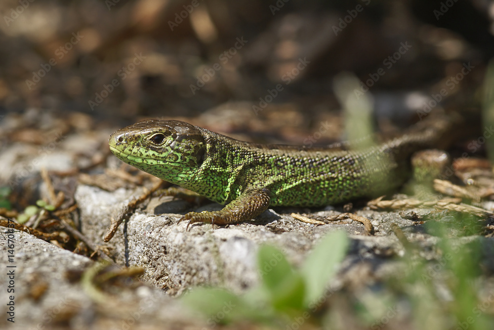 Zauneidechse, Lagerta agilis, Lacertidae Zauneidechse, Lagerta agilis, Lacertidae