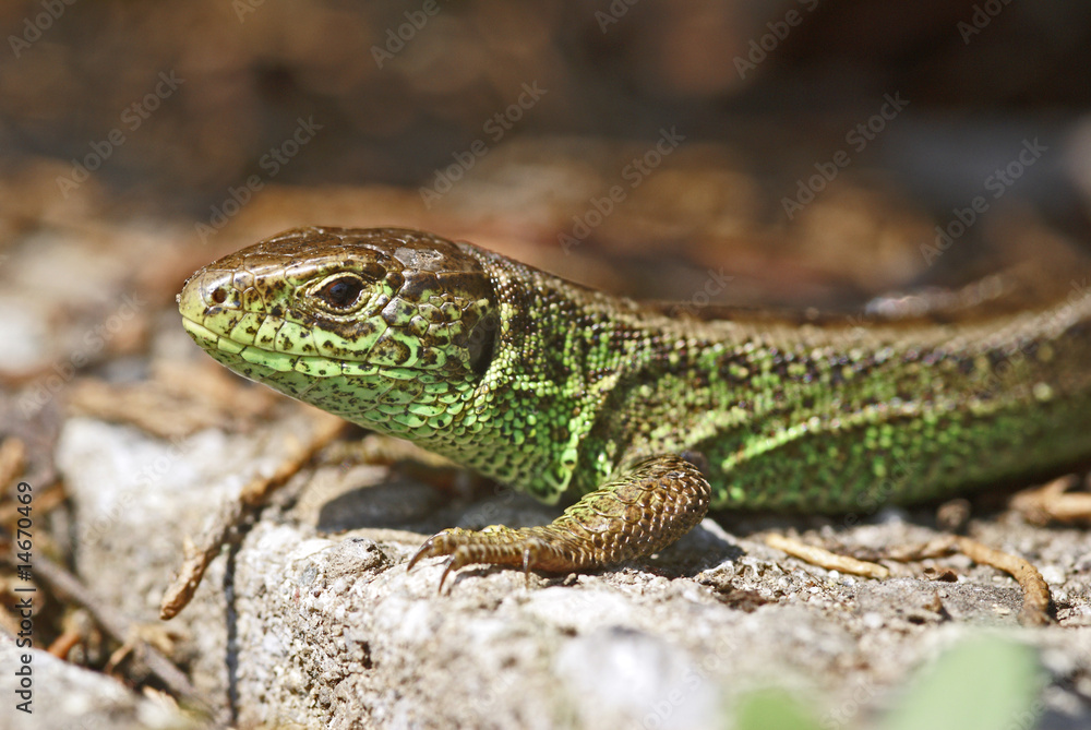 Zauneidechse, Lagerta agilis, Lacertidae Zauneidechse, Lagerta agilis, Lacertidae