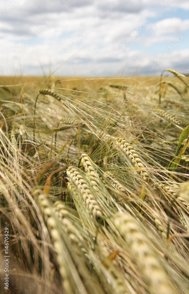 Fototapeta premium Getreidefeld