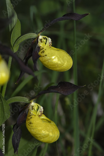 Frauenschuh, Cypripedium calceolus, Orchidaceae photo