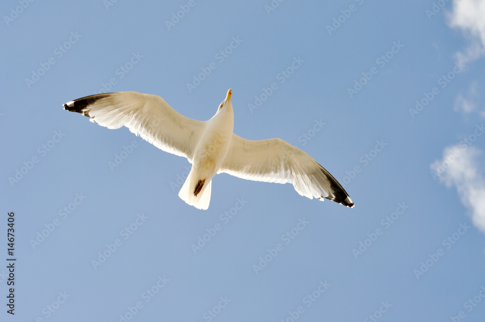 Fototapeta premium Wilde Vögel im Himmel