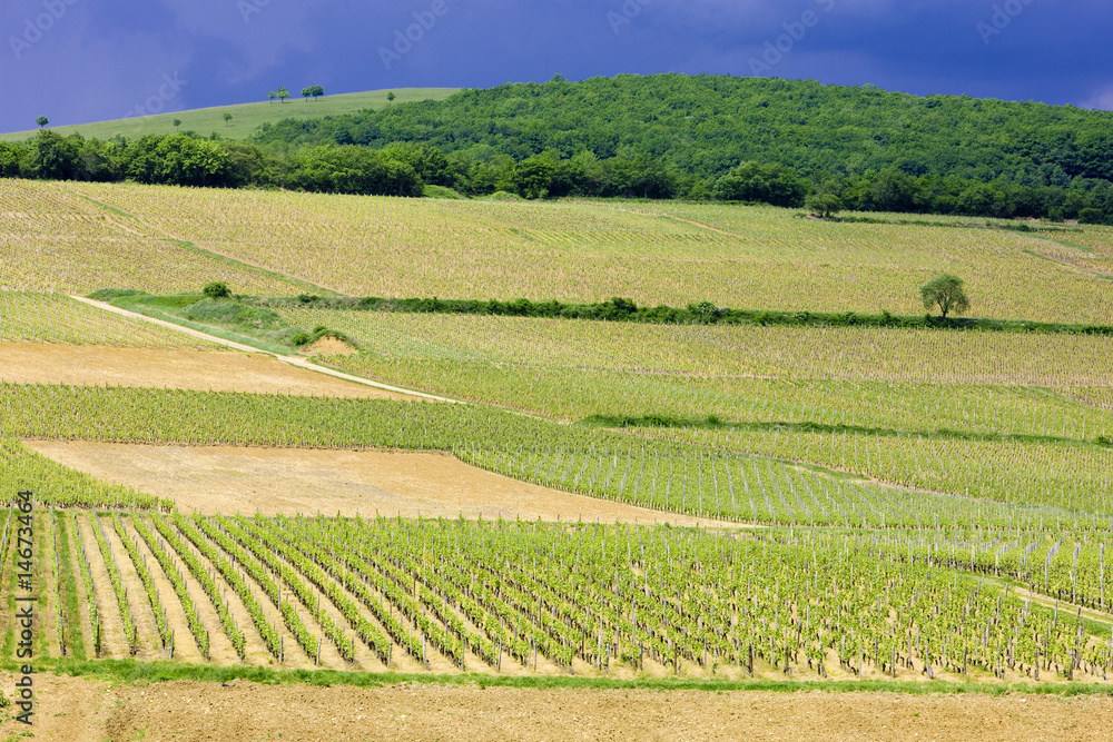 vineyards of Côte Mâconnais region near Igé, Burgundy, France