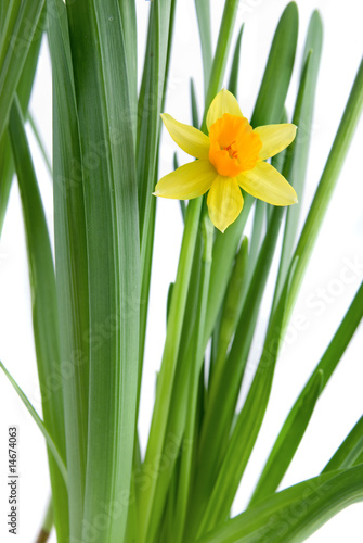 narcissus isolated on white