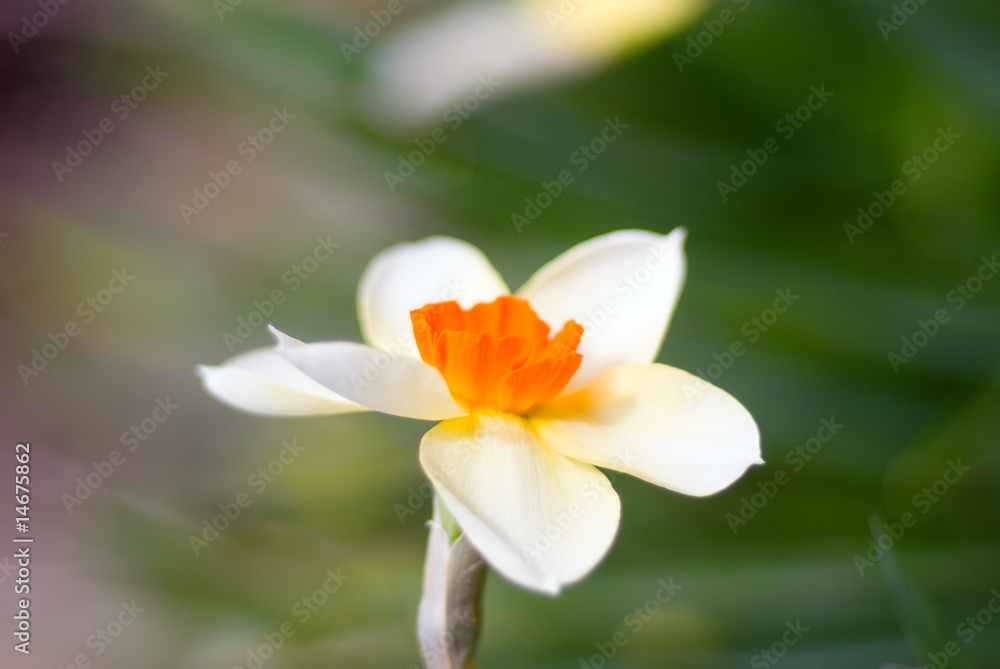 Spring flowers - narcissus  close up