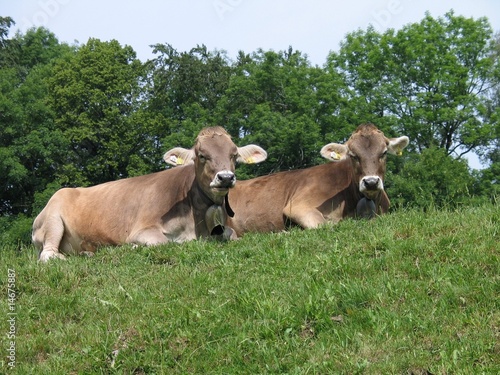 Wallpaper Mural Allgäuer Kühe Torontodigital.ca