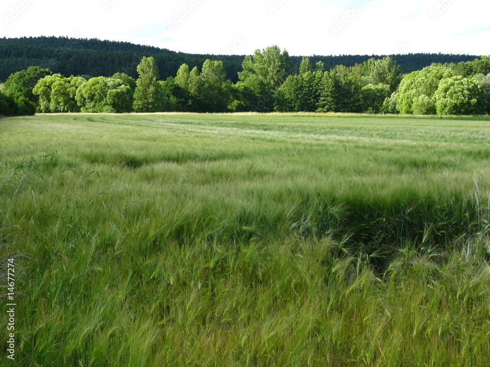 Obraz premium Gerstenfeld