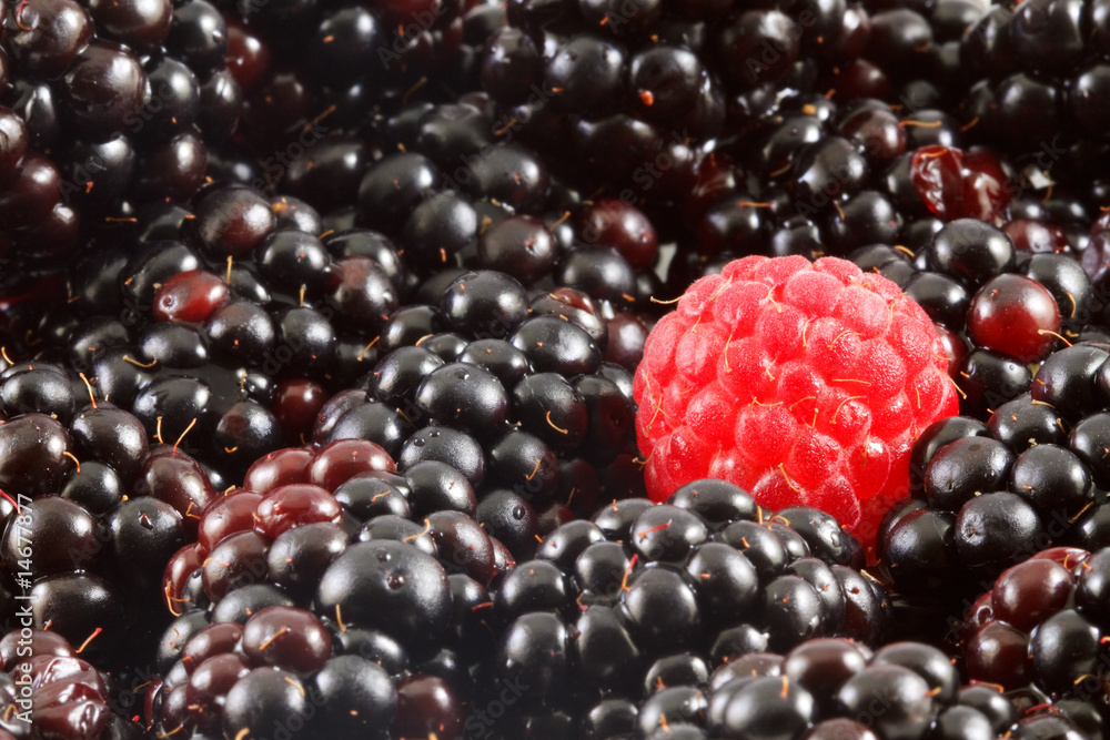Blackberries and a Raspberry Blackberries and a Raspberry