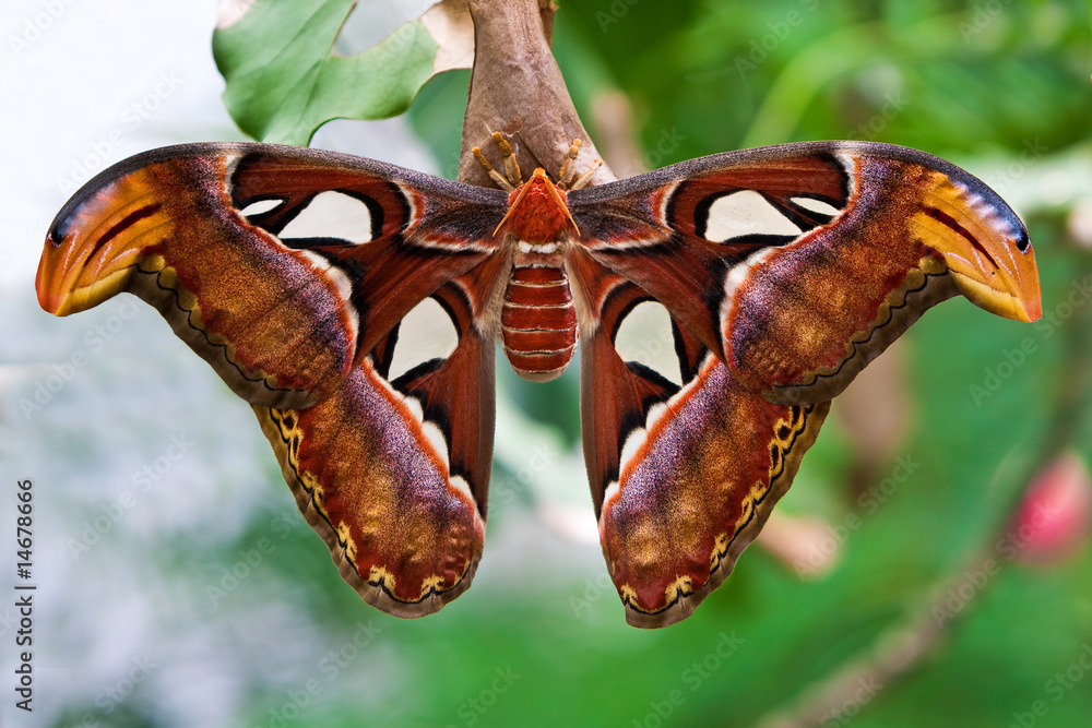 Obraz premium Small emperor moth (butterfly)