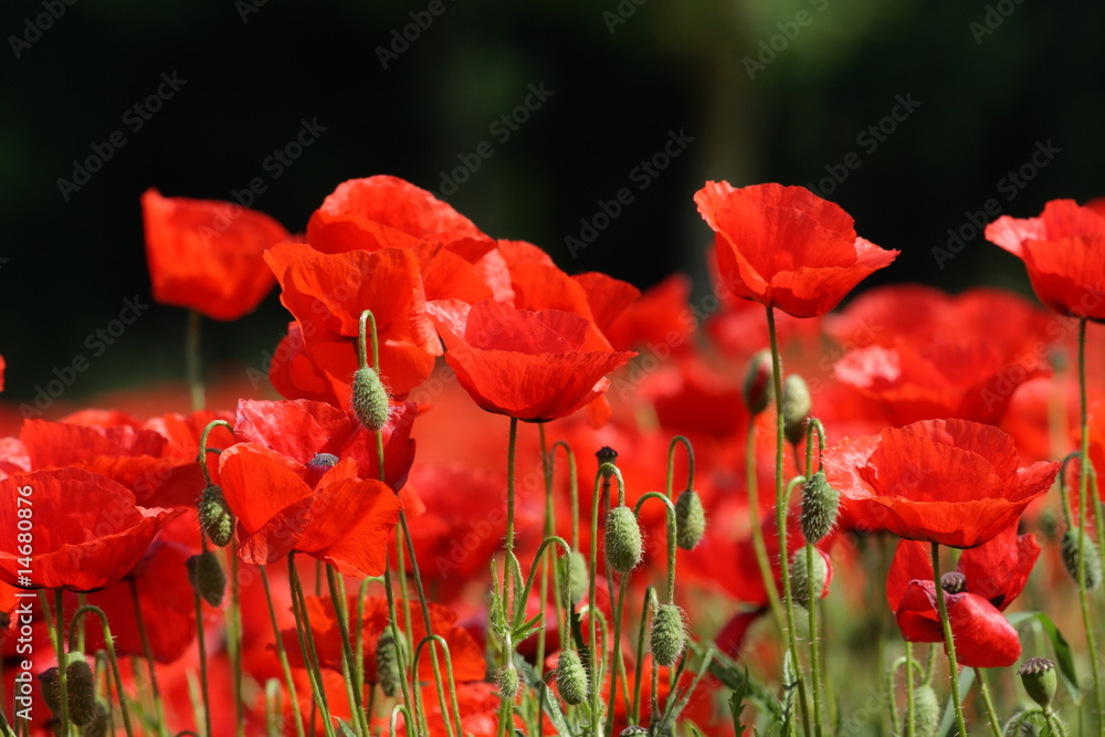 Fototapeta premium Coquelicot