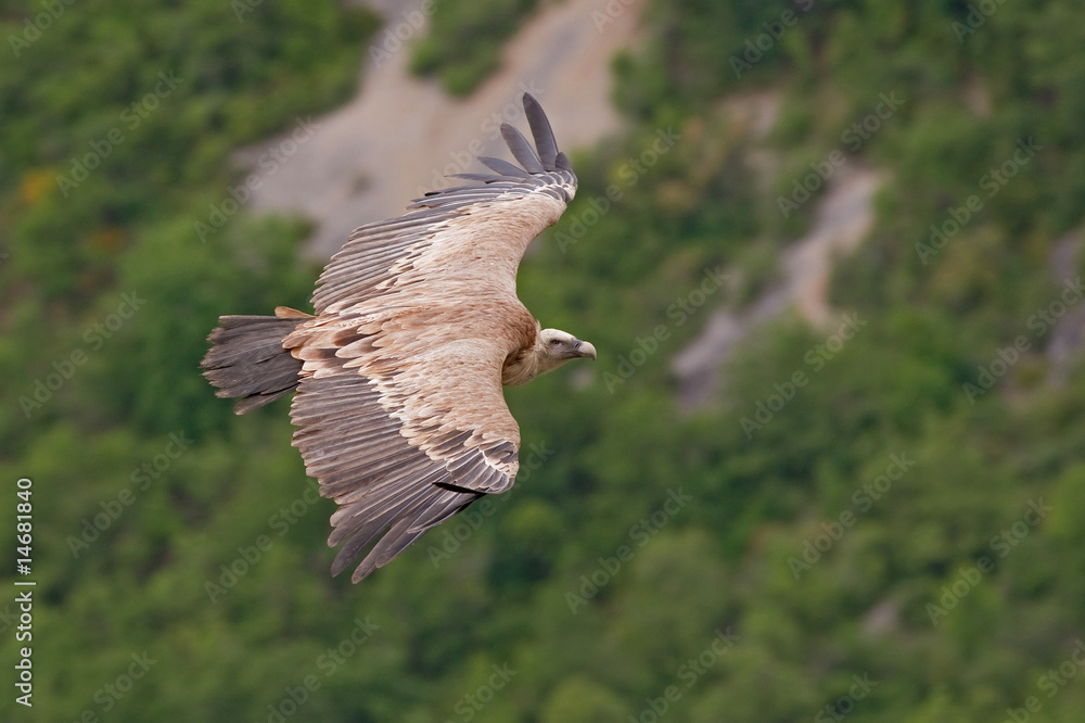 Fototapeta premium VAUTOUR FAUVE 4