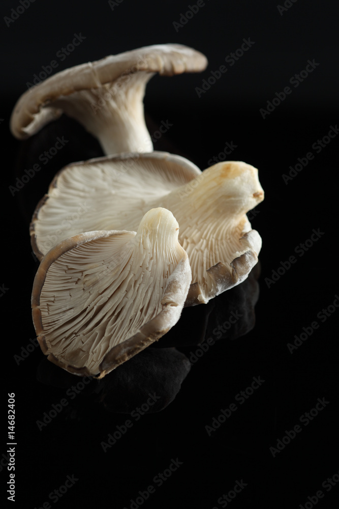 Fototapeta premium Austernpilze auf schwarz