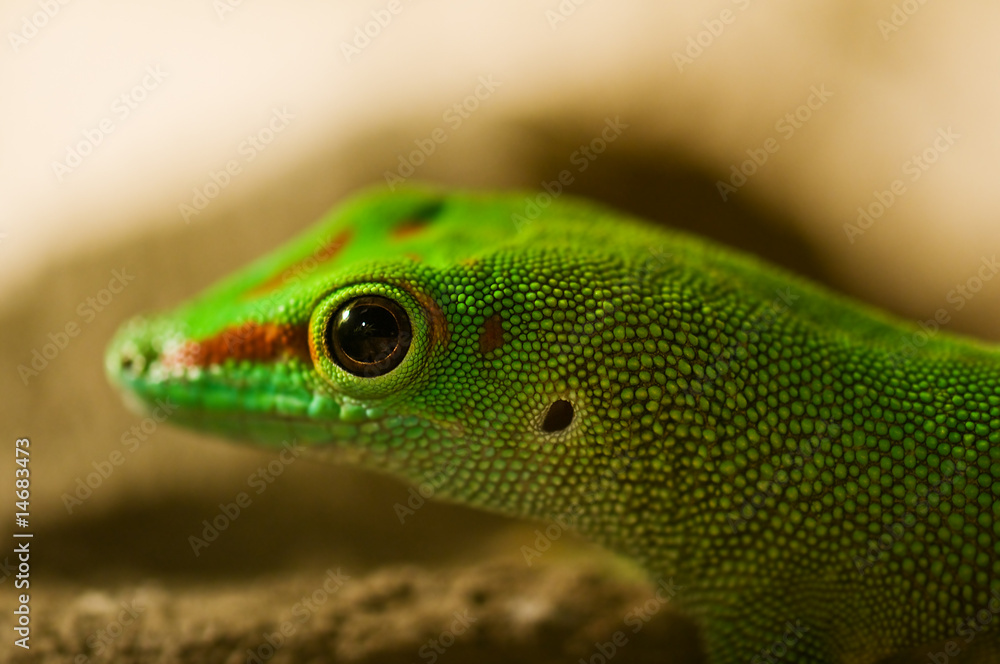 Fototapeta premium Phelsuma