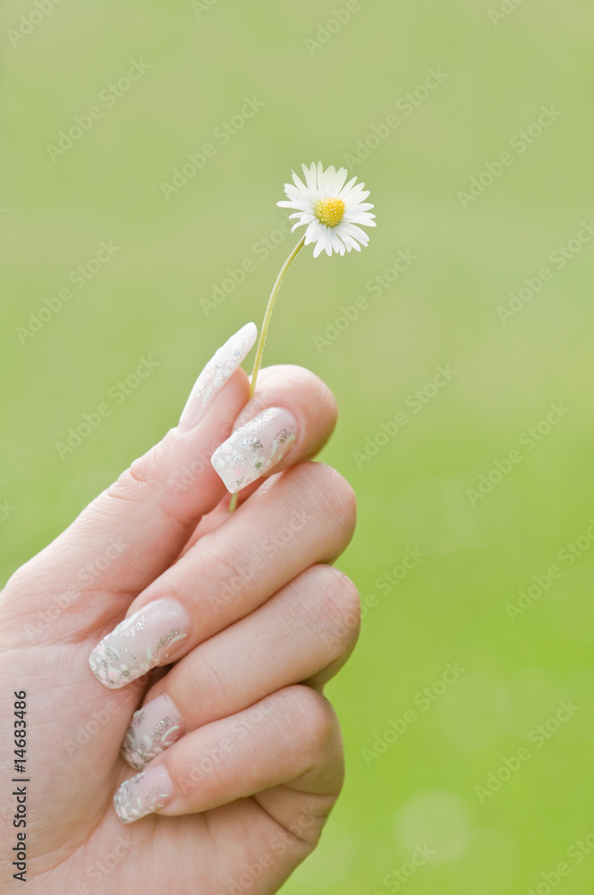 daisy daisy