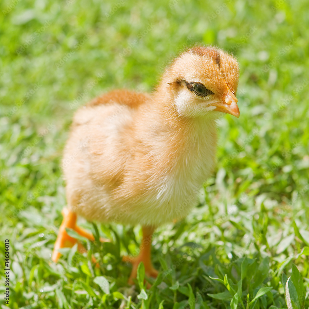 chicken chicken