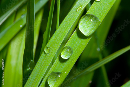 Drops on Grass