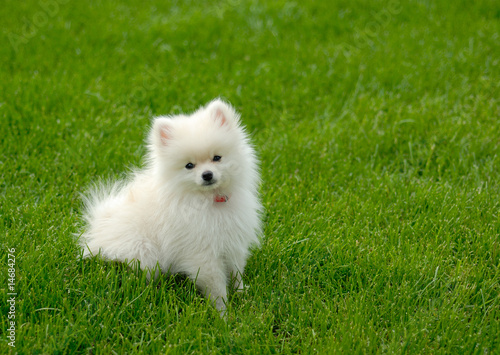 White Pomeranian Puppy on Lawn with Room for Text © kreefax