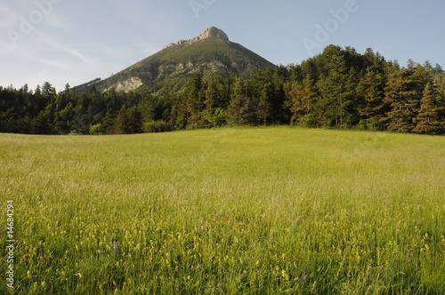 Wiese Haute Provence