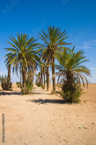 Palms in the desert | Morocco