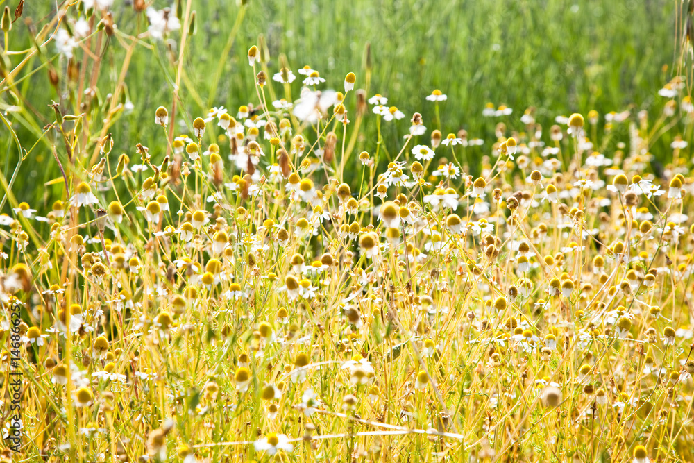 Fototapeta premium Meadow of chamomile