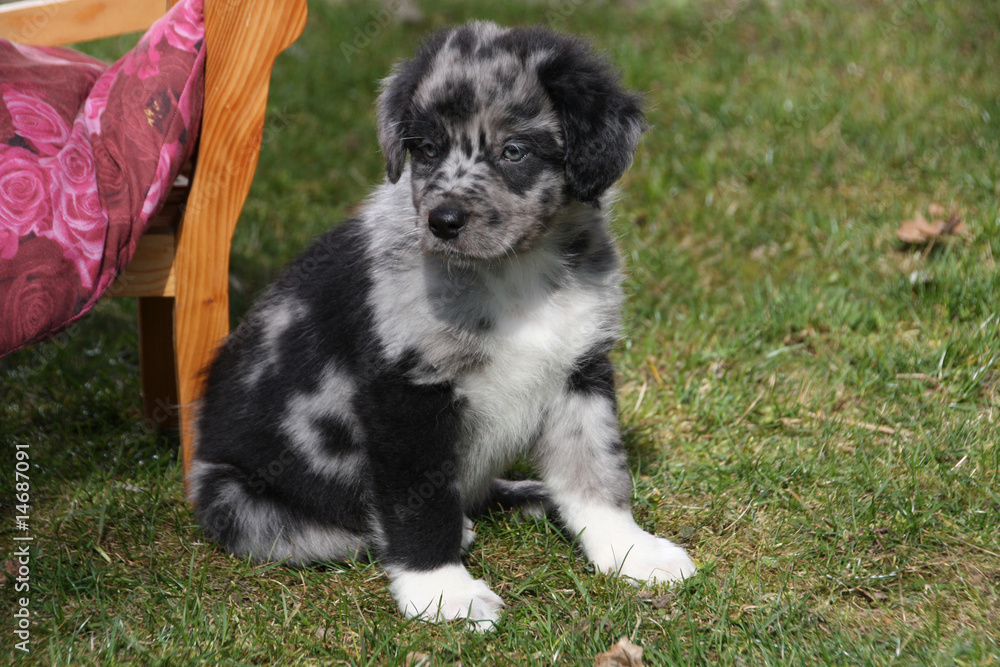Fototapeta premium Aussie-Welpe