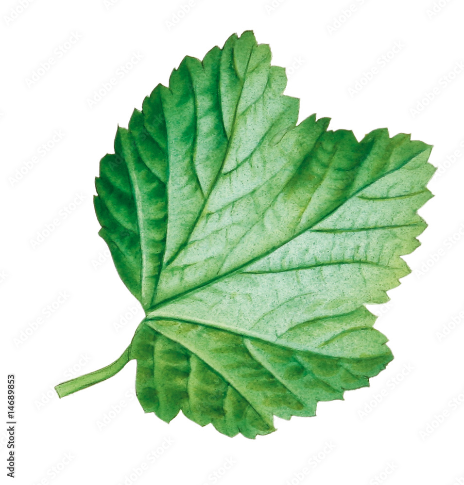 Obraz premium Johannisbeerblatt