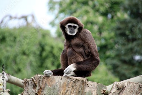 Fotografie Weißhandgibbon