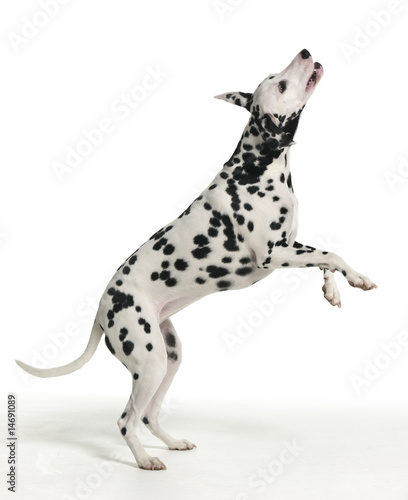 Dalmatian Jumping on White Background