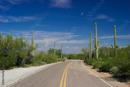 SAGUARO NATIONAL PARK,ARIZONA_USA