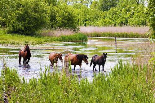 herd of wild steppe horses on river background