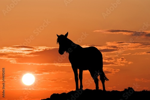horse on a background sky