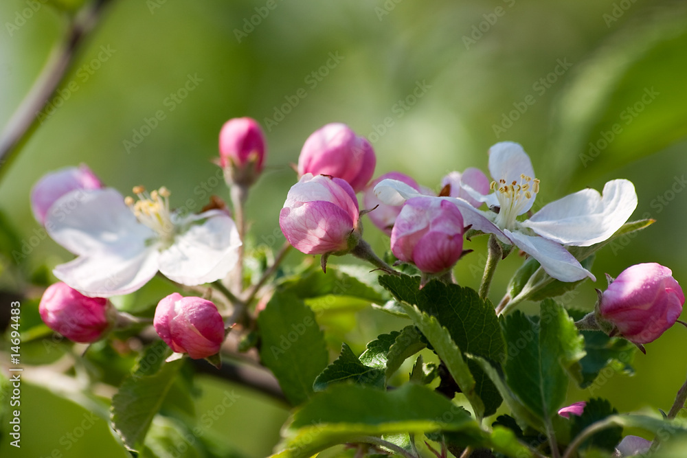 Makro spring apple flowers in a garden Makro spring apple flowers in a garden