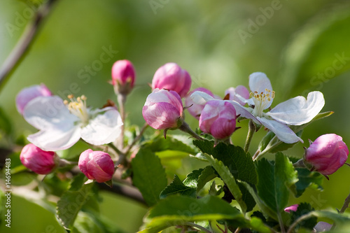Makro spring apple flowers in a garden