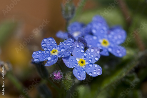 Wallpaper Mural Vergissmeinnicht mit Tröpfchen Torontodigital.ca