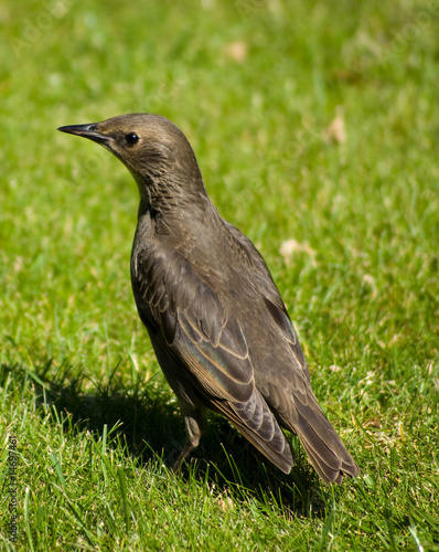 Juvenile Starling