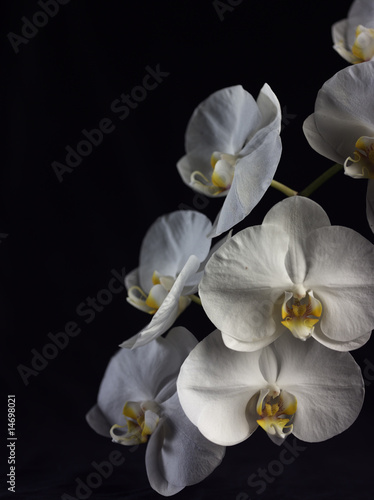 Orchids on Black Background