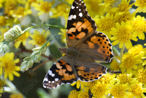 Farfalla in giallo 1 © maurosessanta