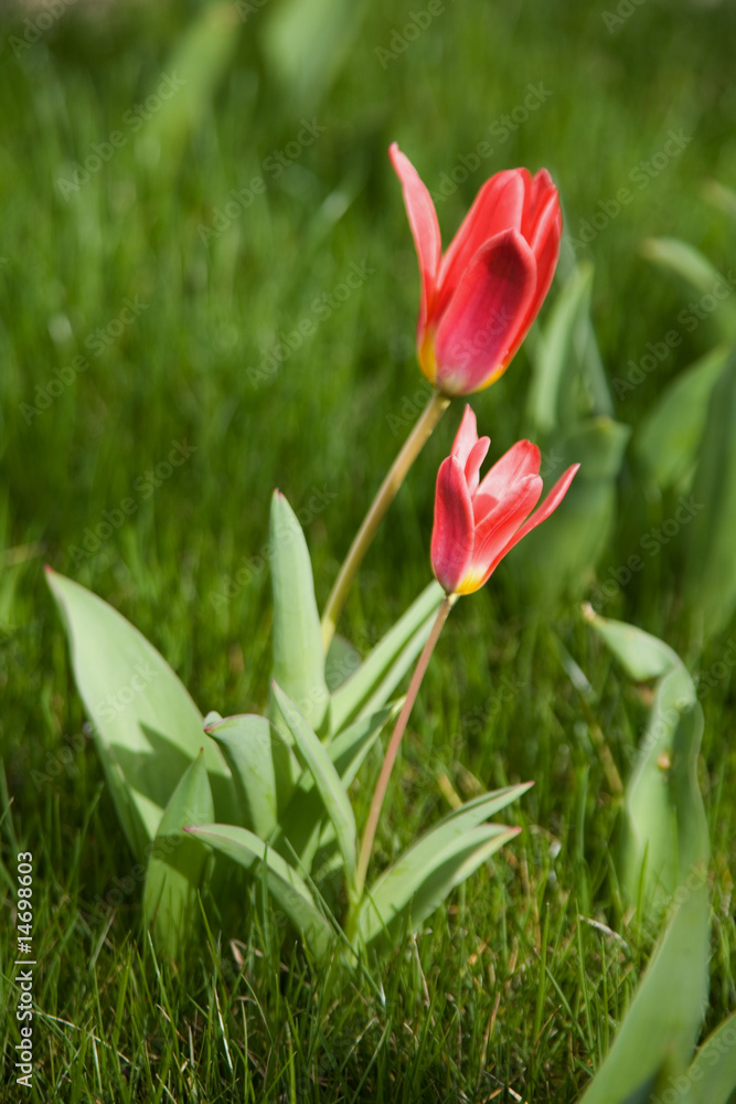 Fototapeta premium tulpe
