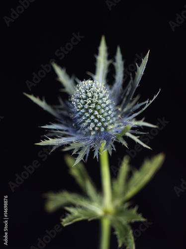 Scottish Thistle on Black Background 2