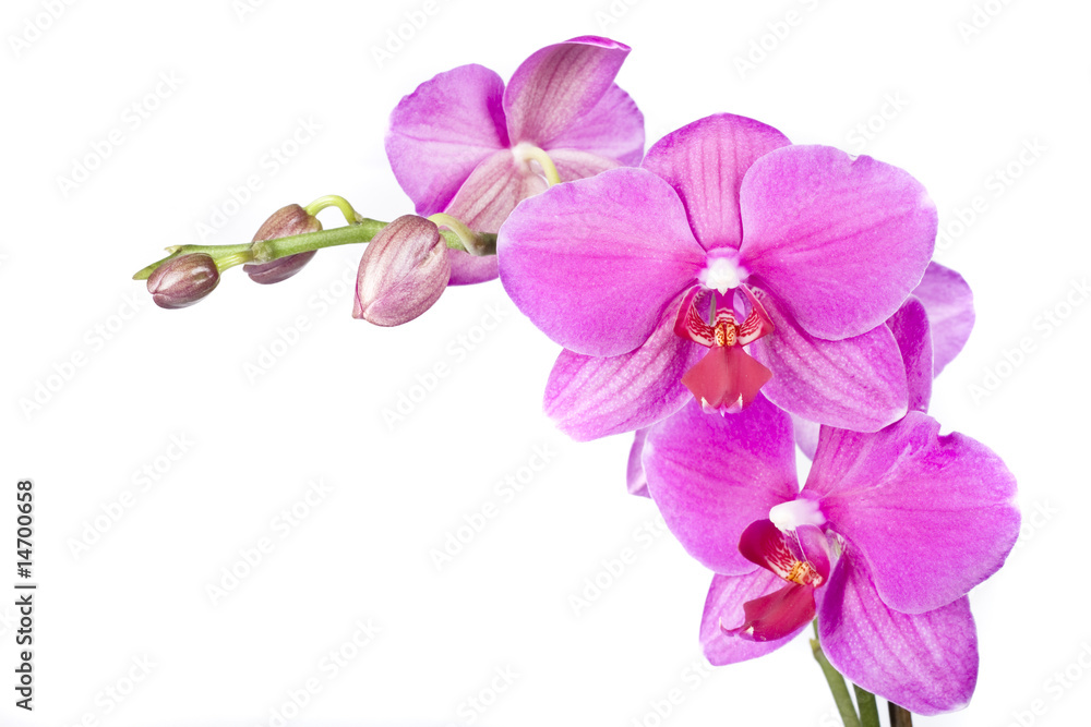 orchid orchid
