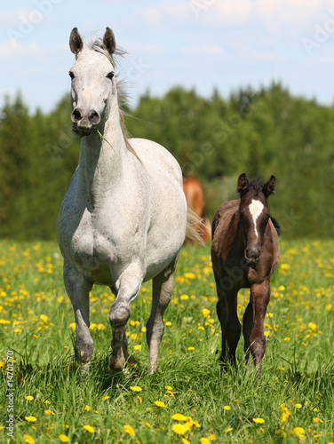 Leinwand Poster Mare and foal