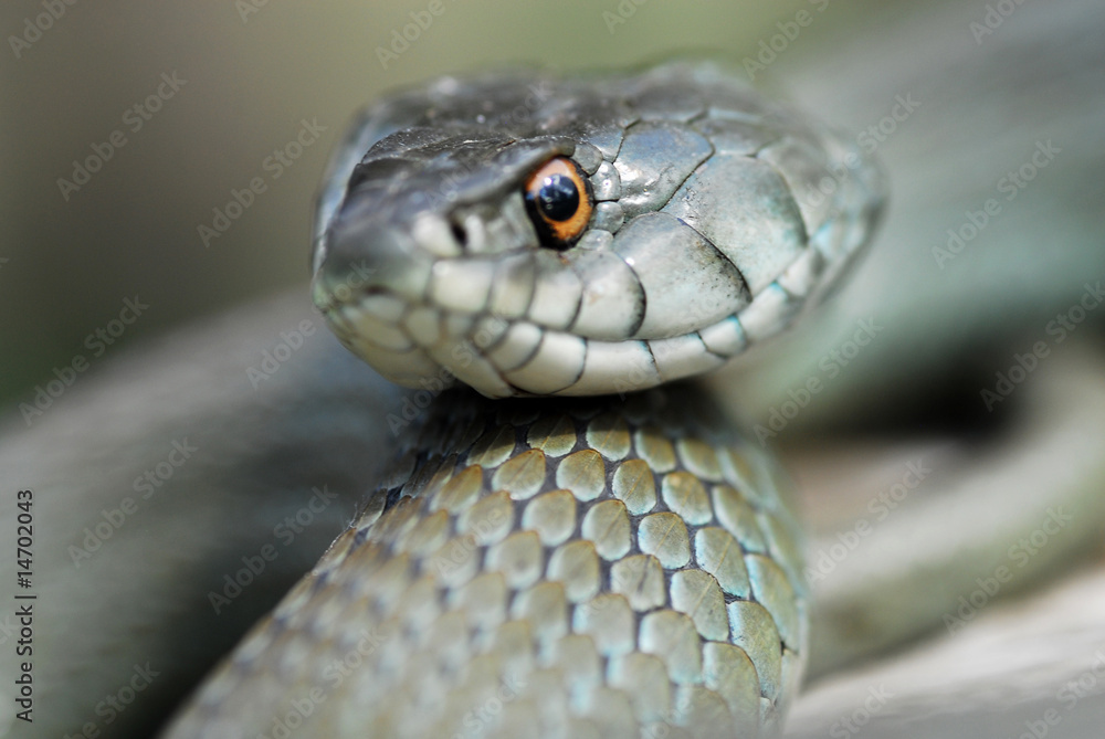 Obraz premium culebra de collar