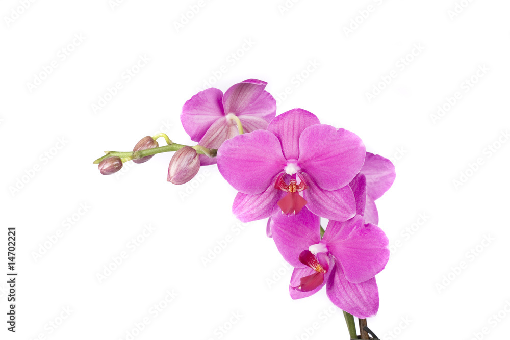 Obraz premium orchidea