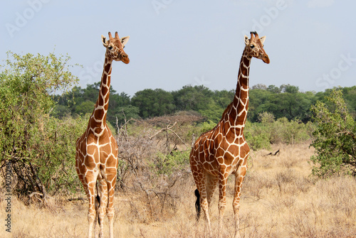 Photography Two standing giraffes among the bushes