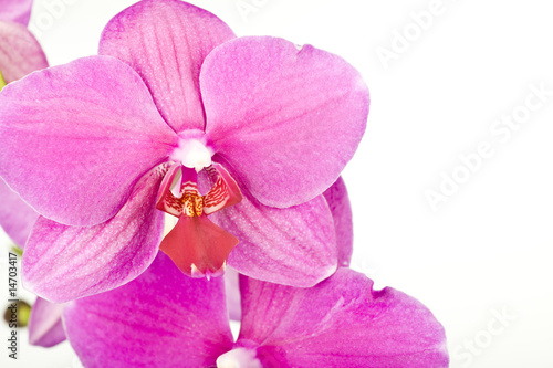 orchid