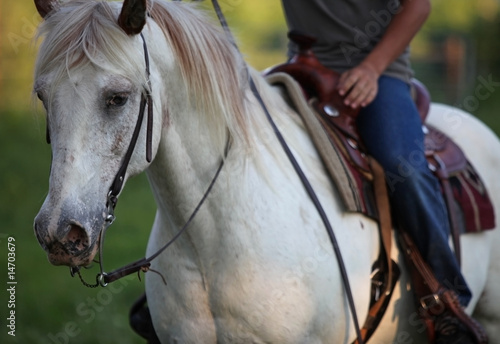 white horse