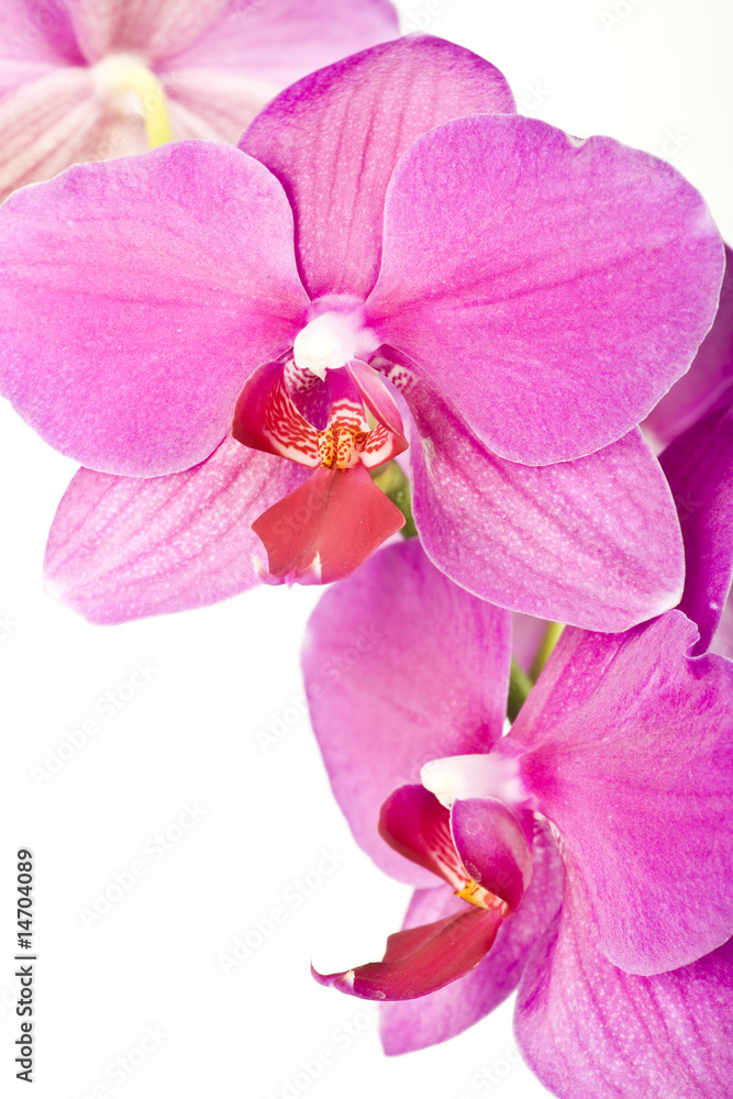 Obraz premium orchid