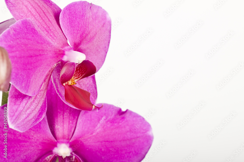 orchid