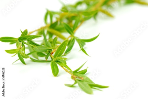 Tender Branch Isolated on the White