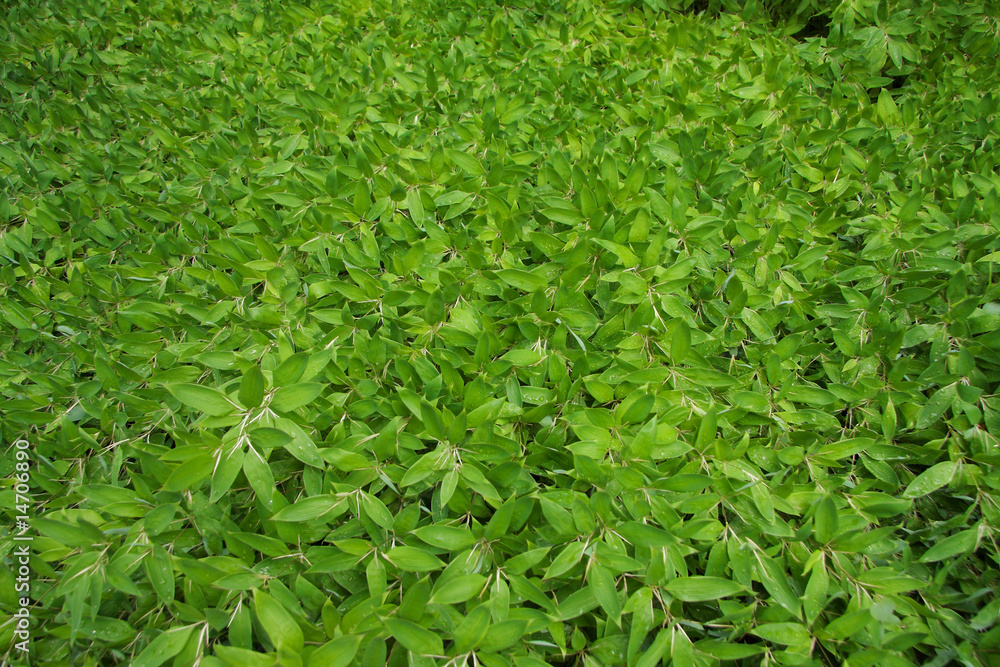 bamboo grass bamboo grass